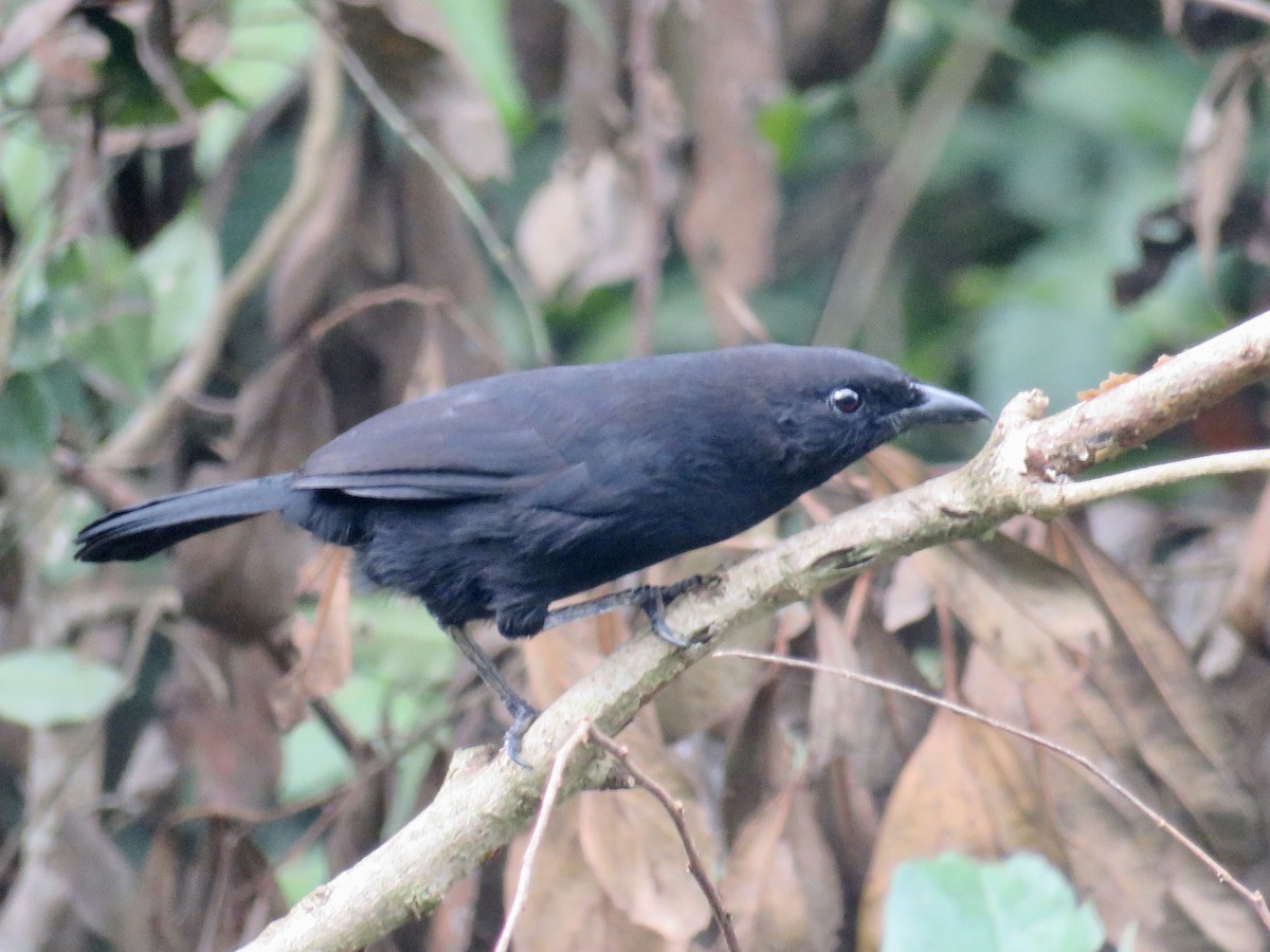 Gonolek fuligineux - ML433425141