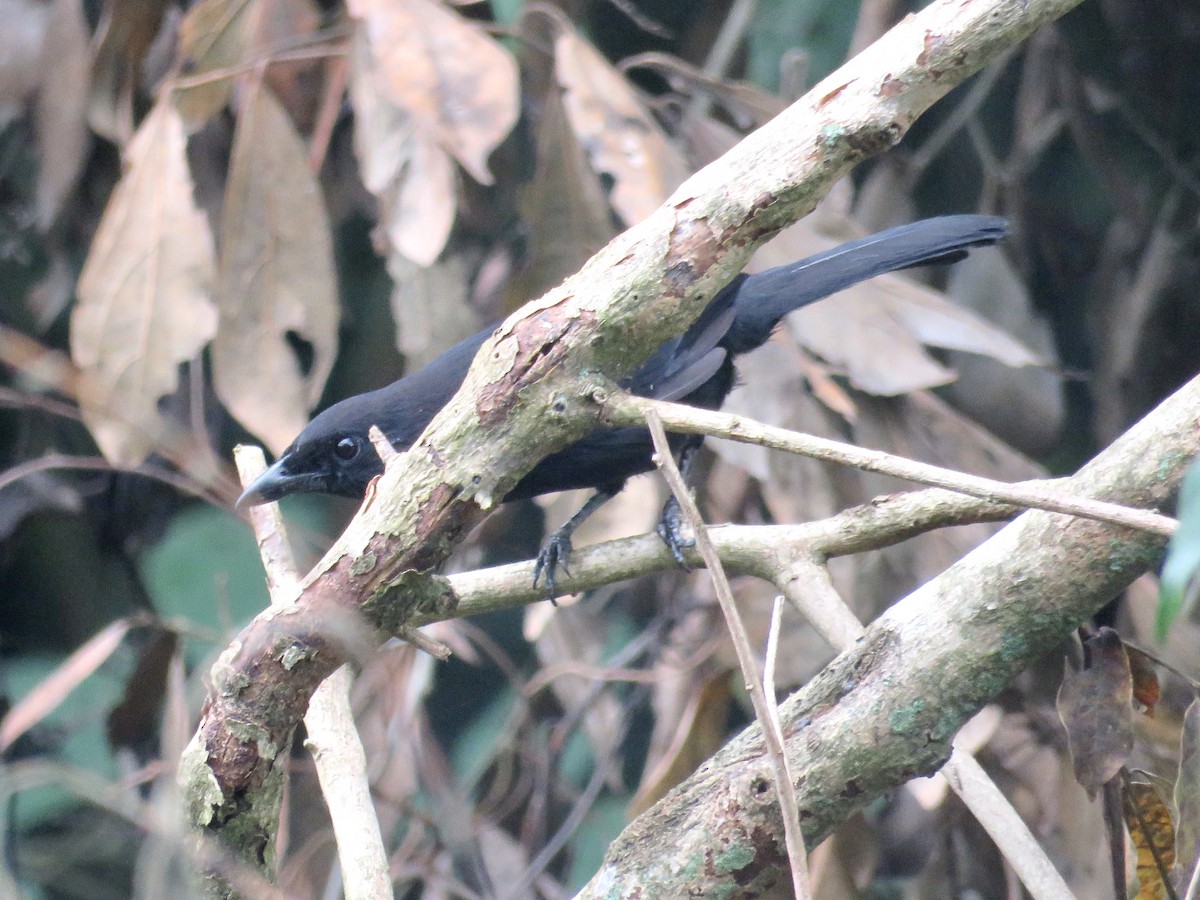 Lowland Sooty Boubou - ML433425171