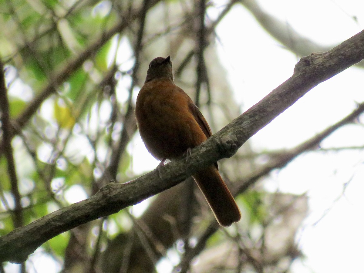 Rufous Flycatcher-Thrush - ML433425361