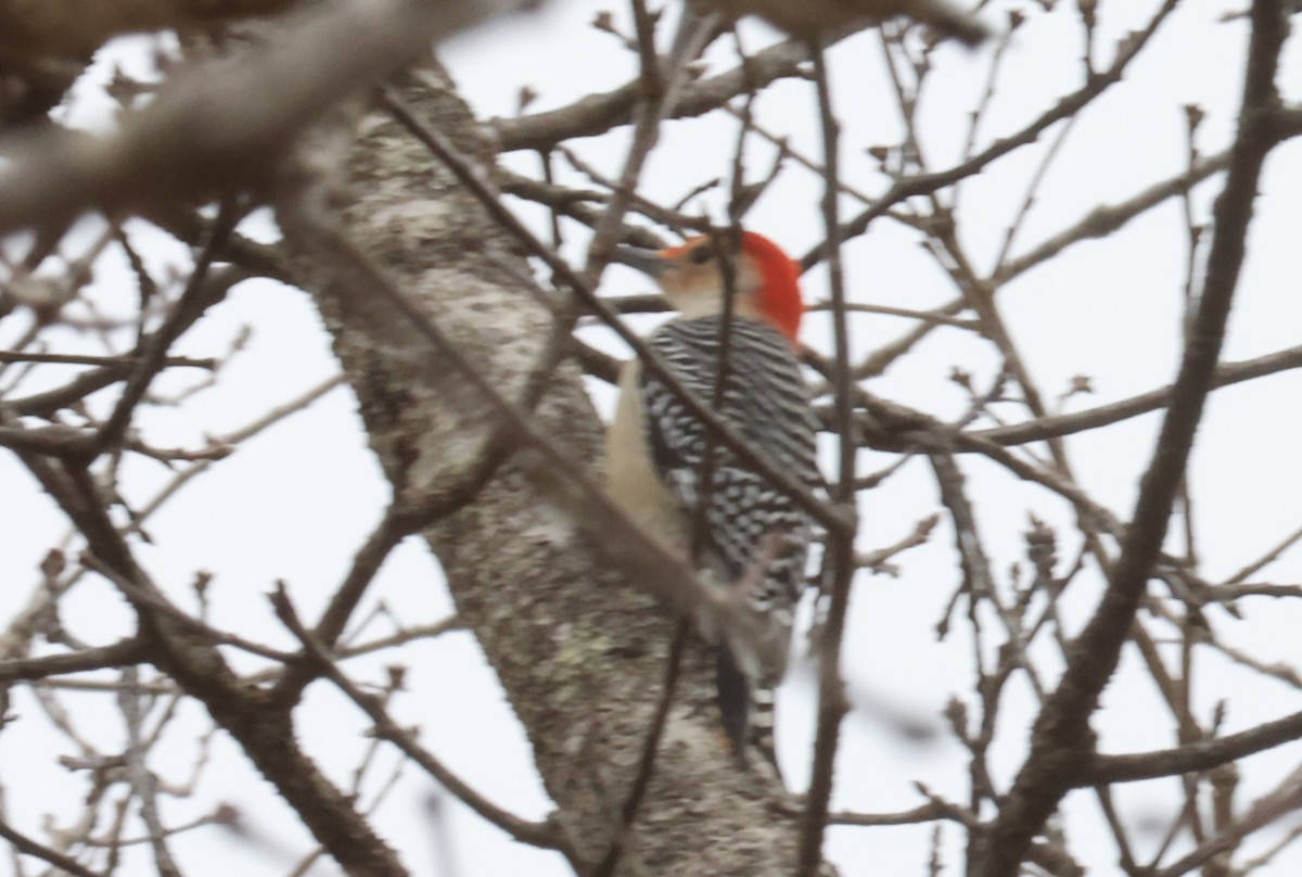 Red-bellied Woodpecker - Sea Williams