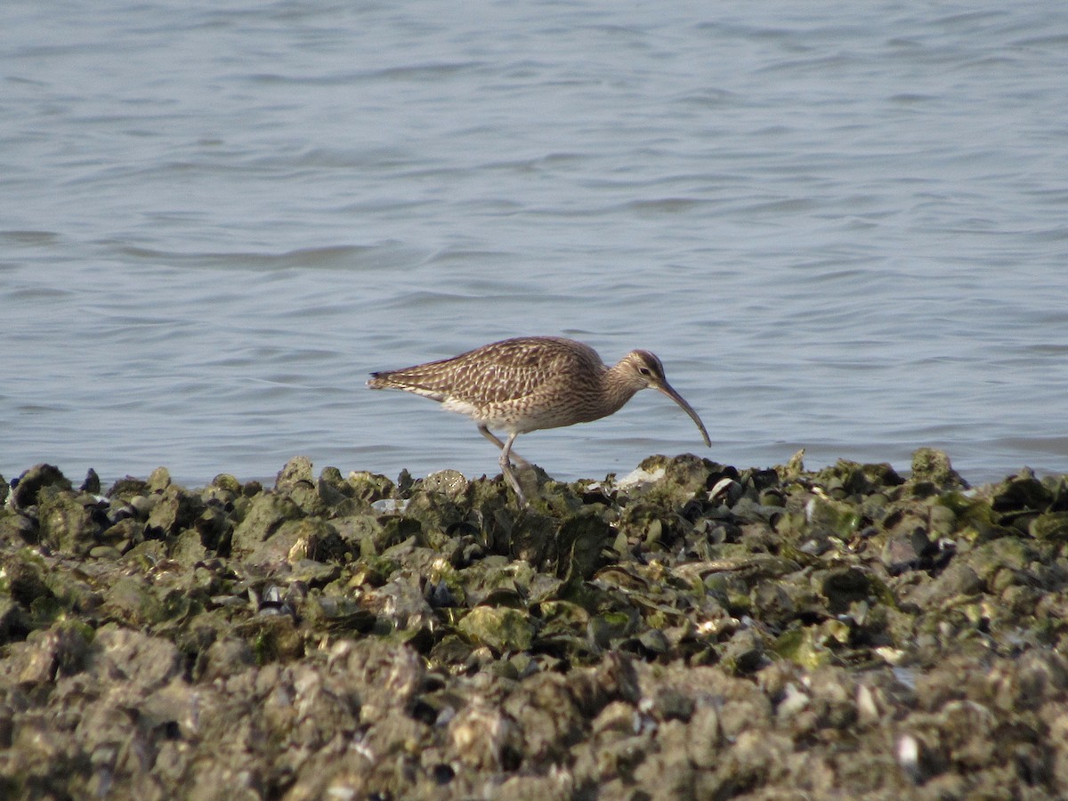 Whimbrel - ML433425791