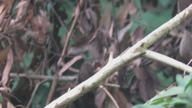 Lowland Sooty Boubou - ML433426001