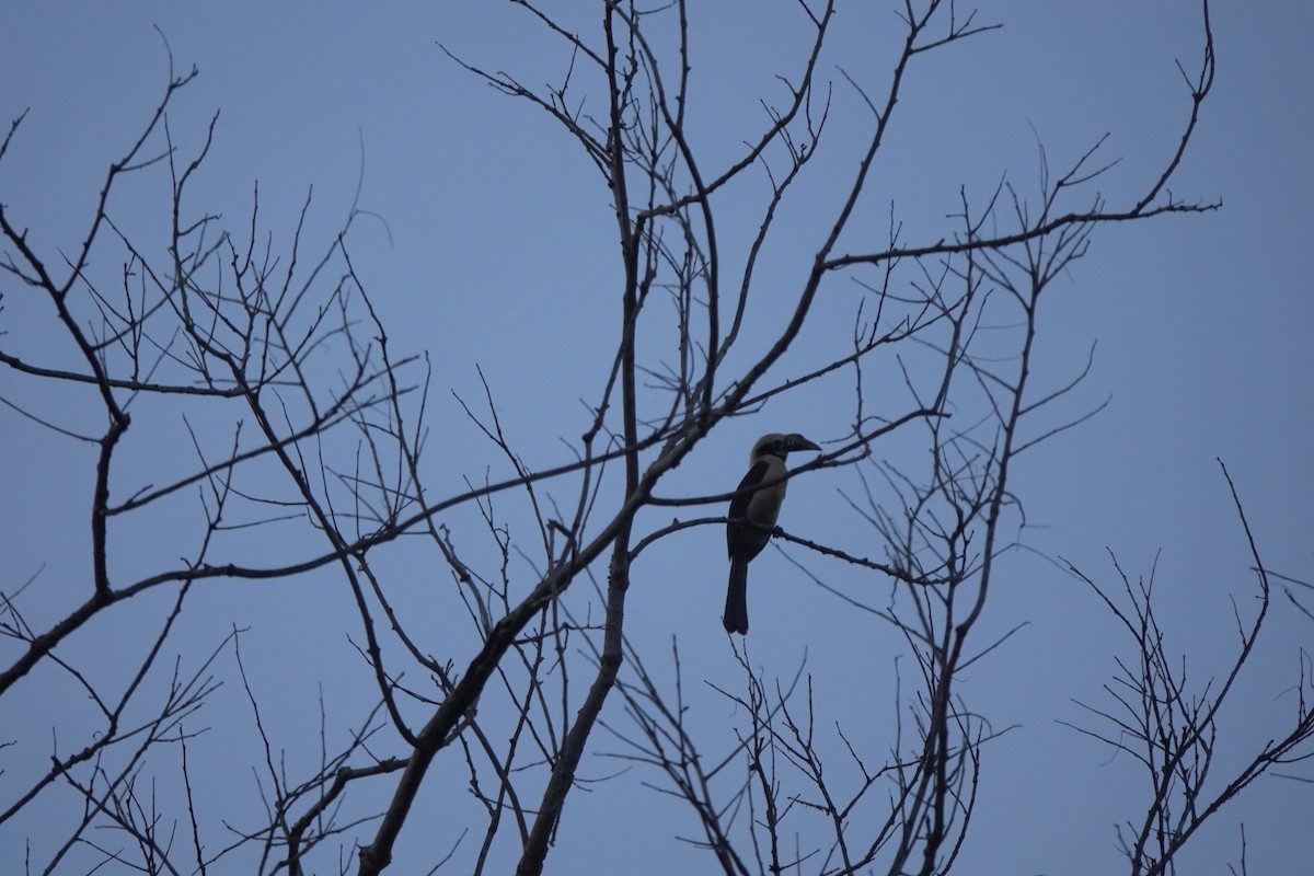 Mindoro Hornbill - ML433426051