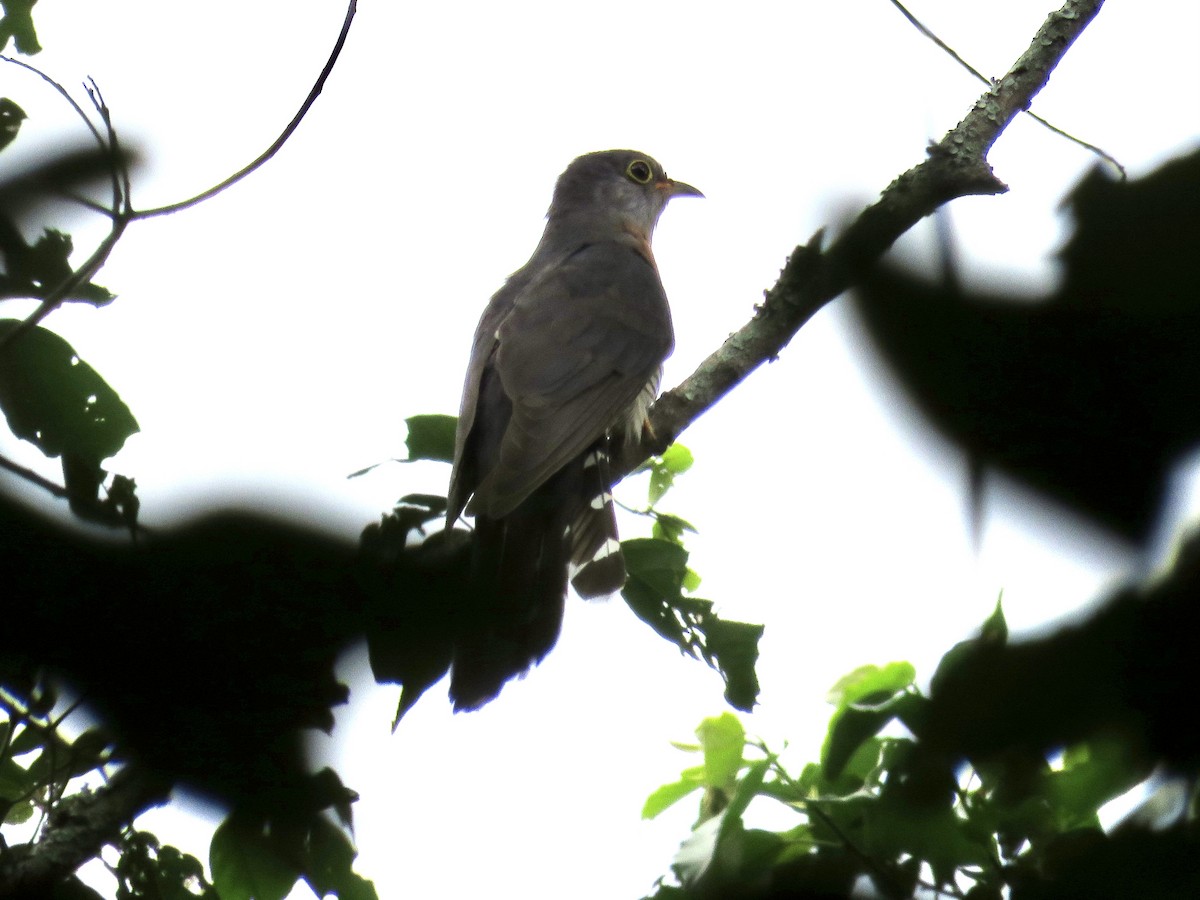 Red-chested Cuckoo - ML433426481
