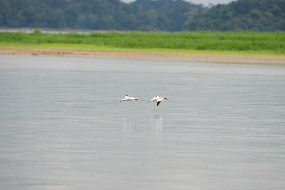 Алаг ээтэн - ML433426881