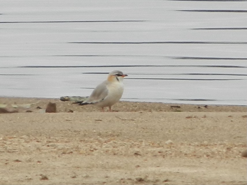 Gray Pratincole - ML433426941