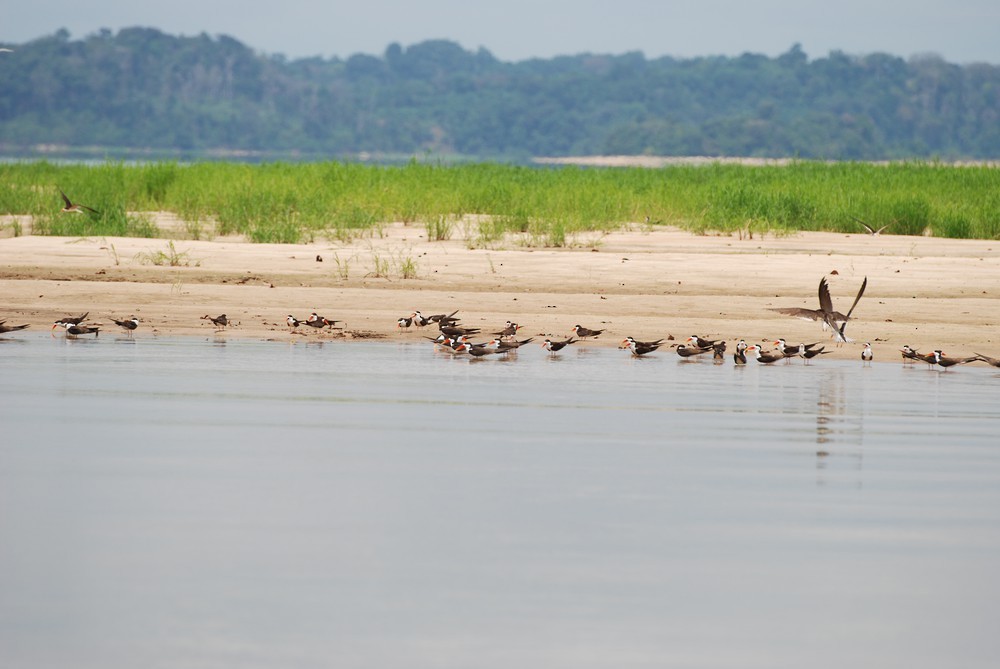 African Skimmer - ML433427001