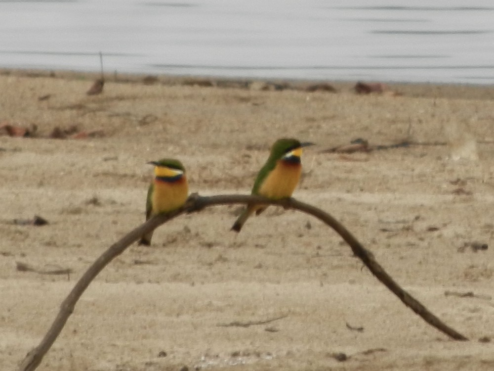 Blue-breasted Bee-eater - ML433427451