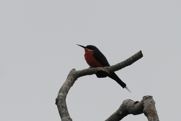 Rosy Bee-eater - ML433427461