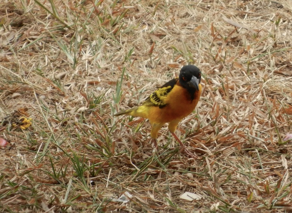 Village Weaver - Christiaan van der Hoeven