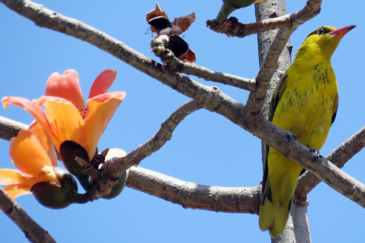 Black-naped Oriole - ML433428911