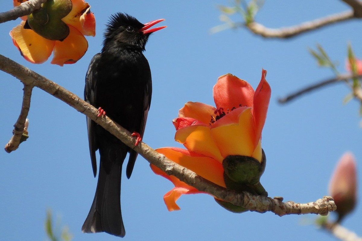 Black Bulbul - ML433428941