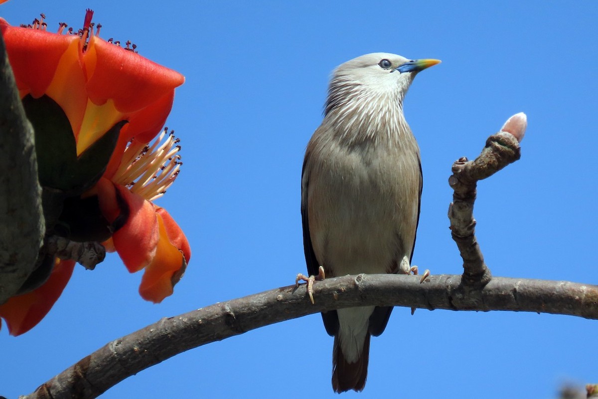 Chestnut-tailed Starling - ML433428961