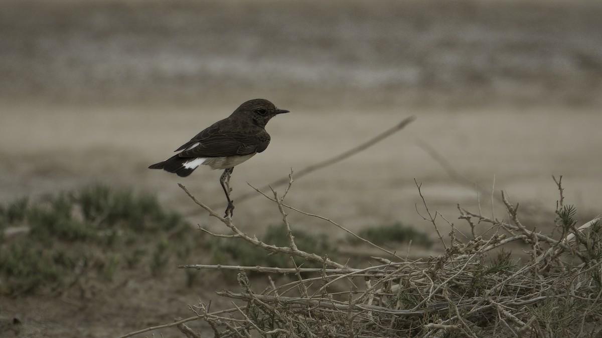 Pied Wheatear - ML433430841