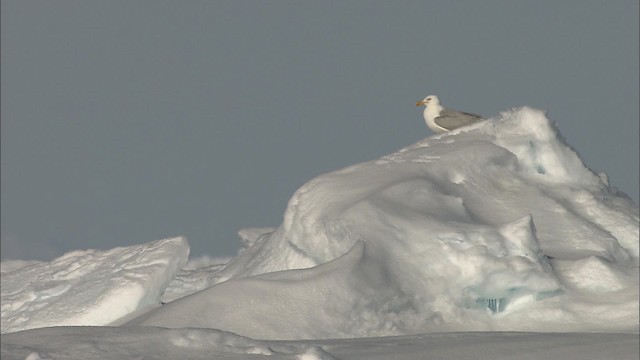 Glaucous Gull - ML433431