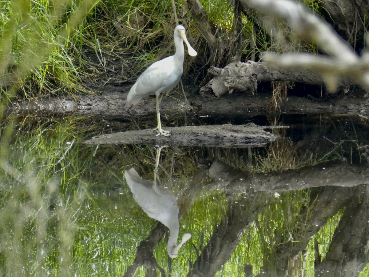 Yellow-billed Spoonbill - ML433432361