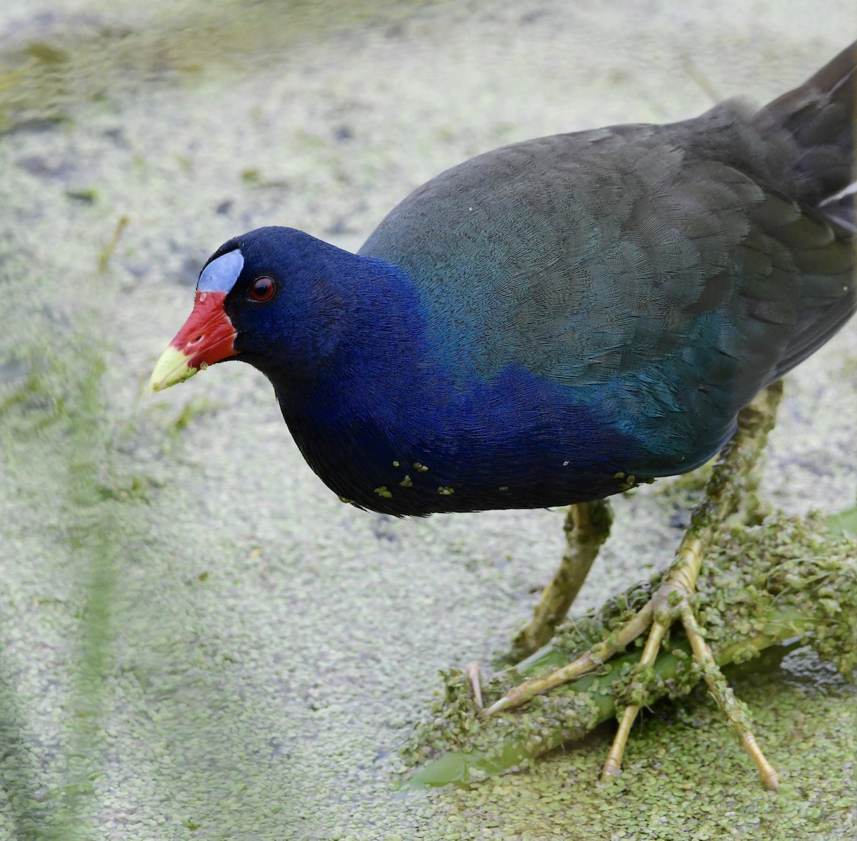 Purple Gallinule - Marie Lehmann