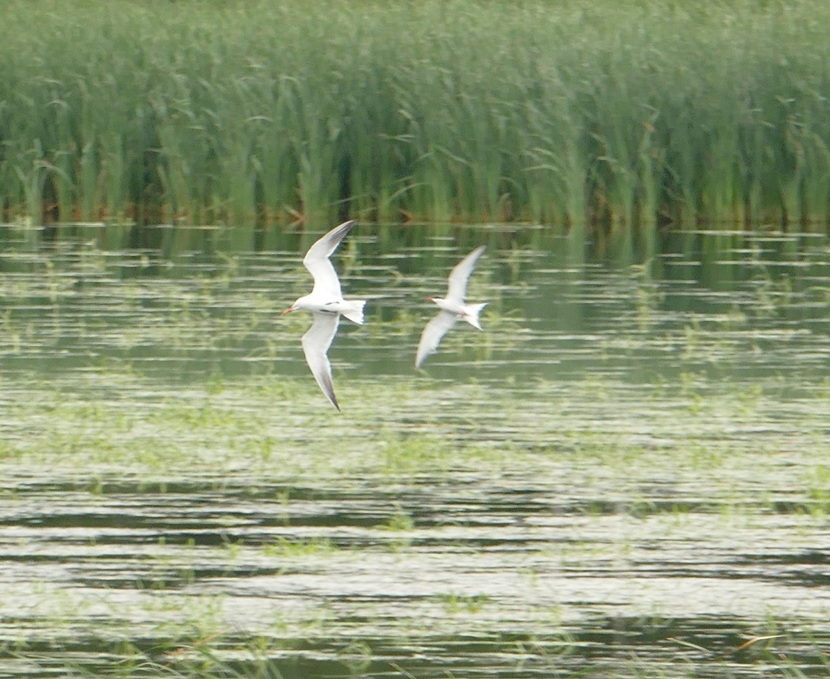 Caspian Tern - ML43343511