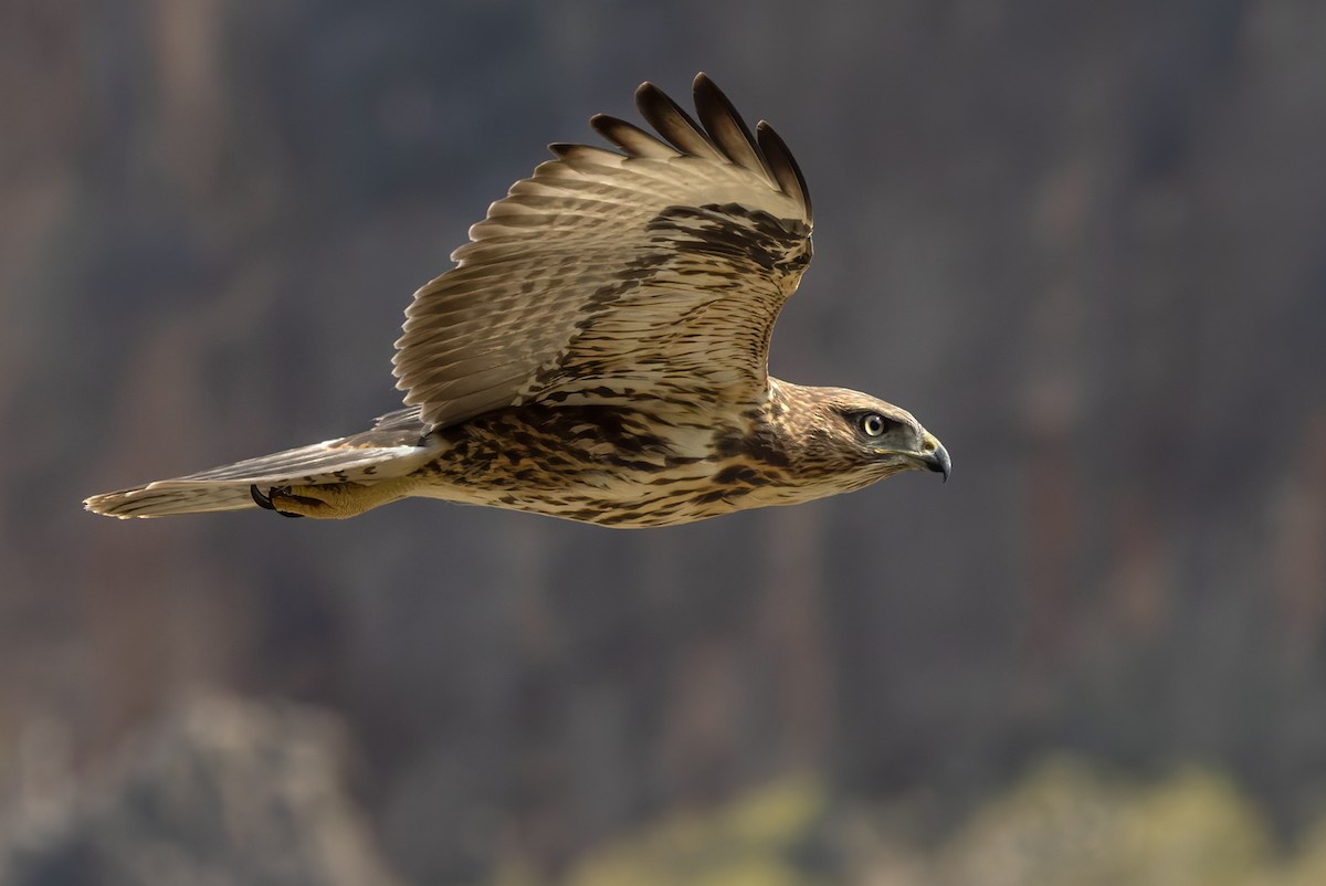 Socotra Buzzard - ML433435671