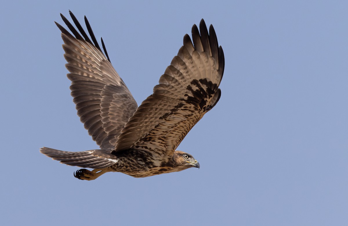 Socotra Buzzard - ML433435711