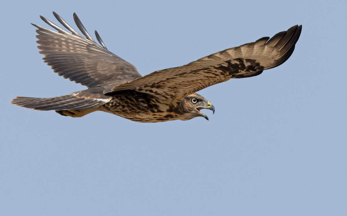 Socotra Buzzard - ML433435781