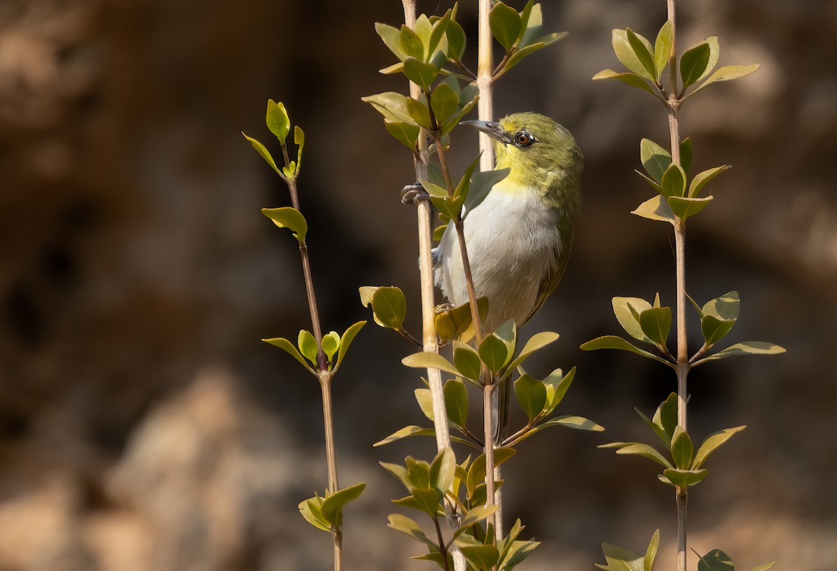 Socotra White-eye - ML433437081