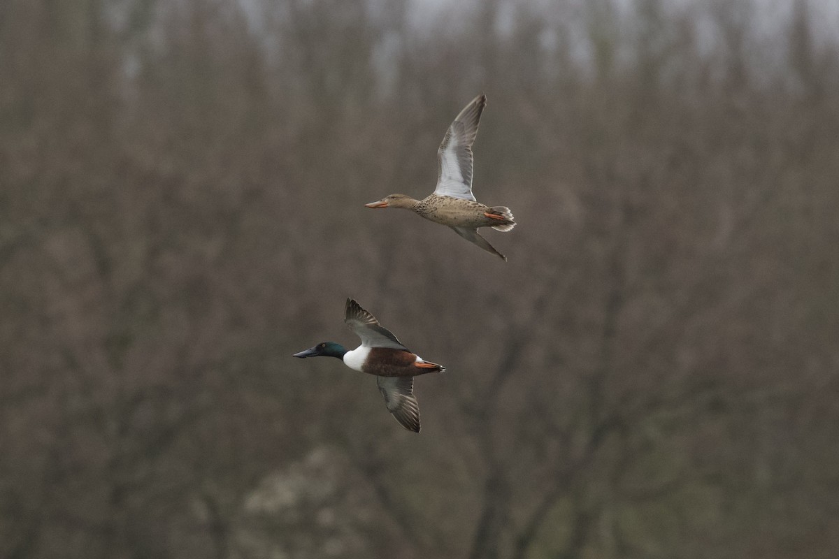 Northern Shoveler - ML433437561