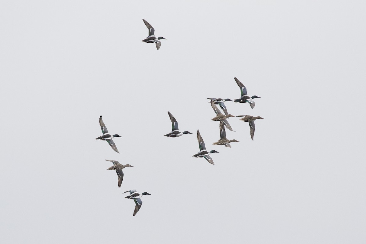 Northern Shoveler - ML433437571