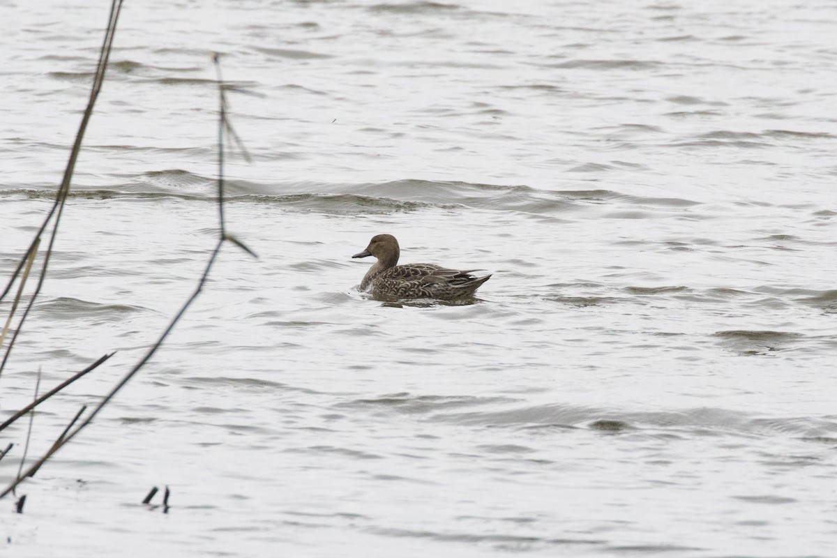 Northern Pintail - ML433437621