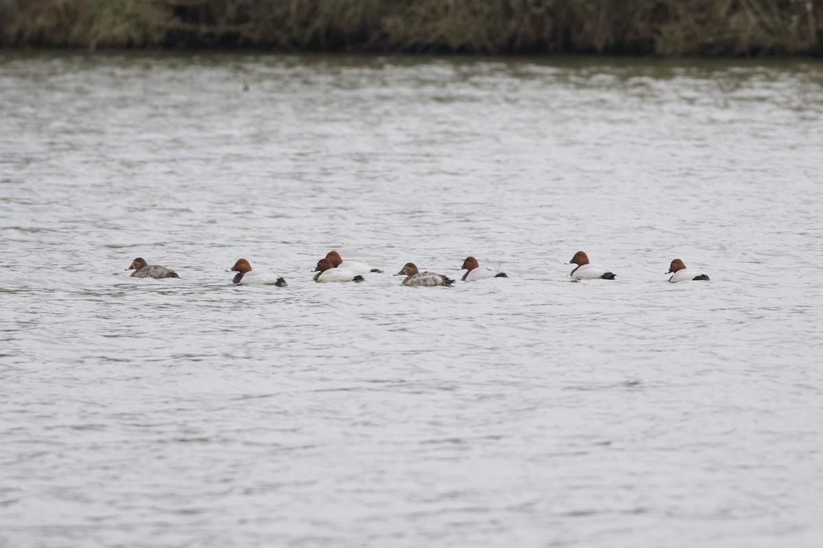 Common Pochard - ML433437651