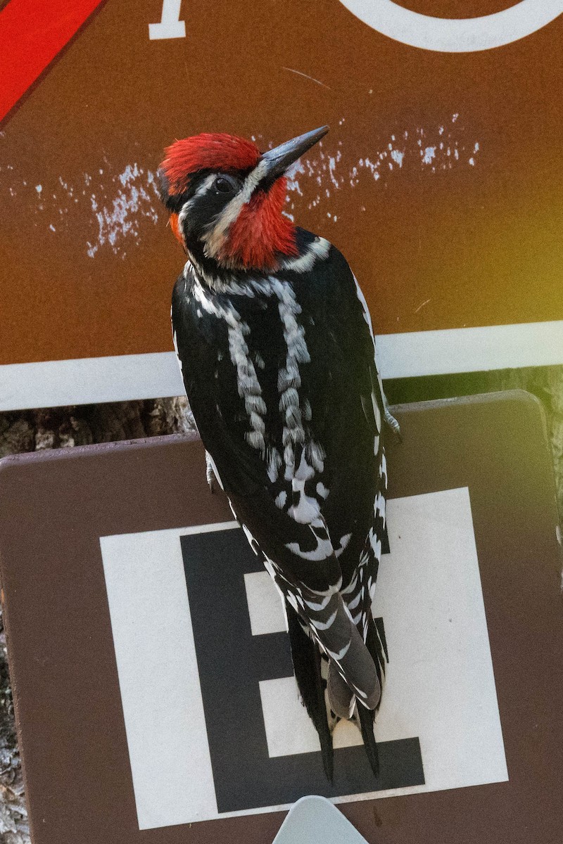 Red-naped Sapsucker - ML433438281