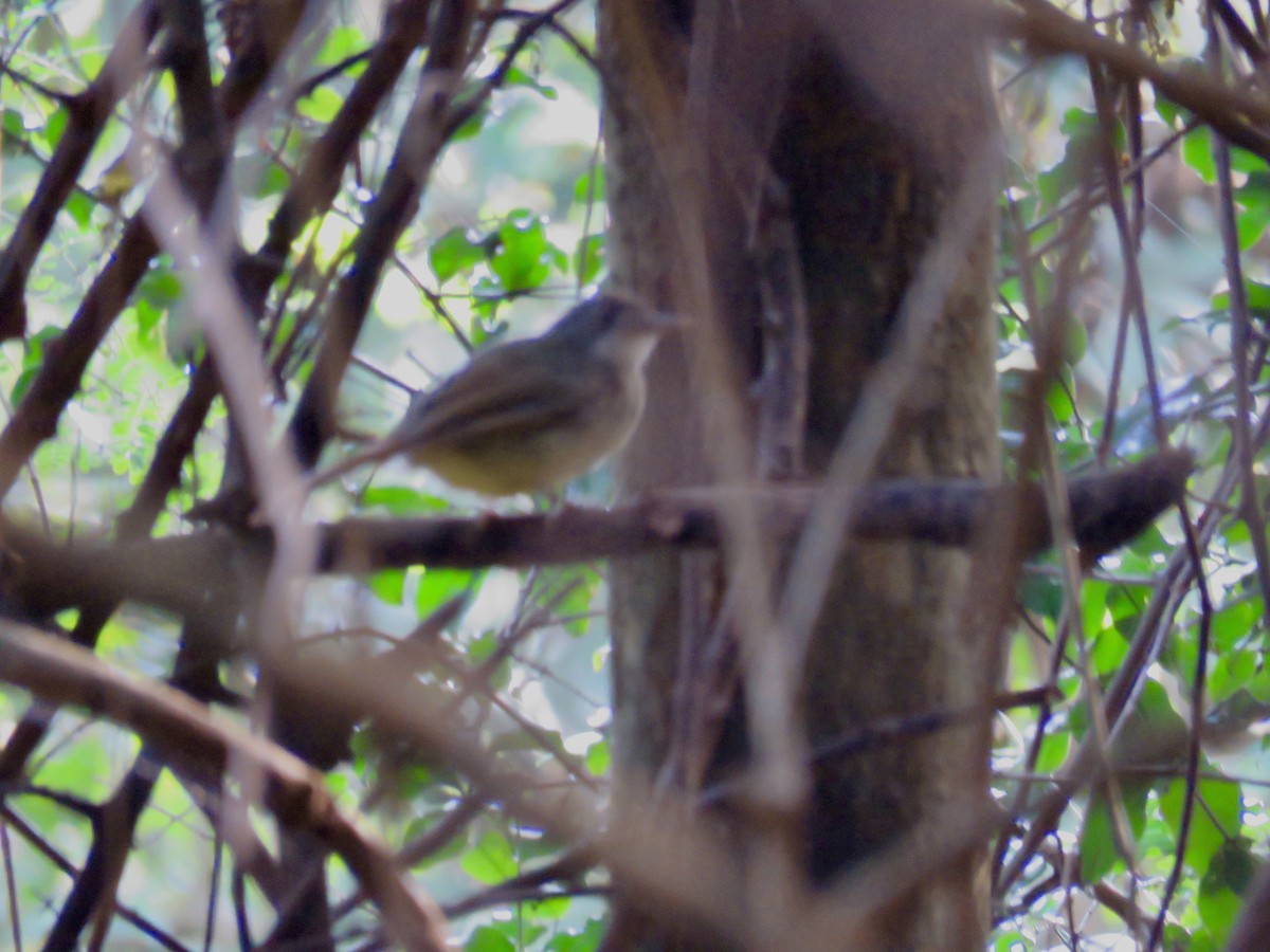 Bulbul Gorjiblanco - ML433438971