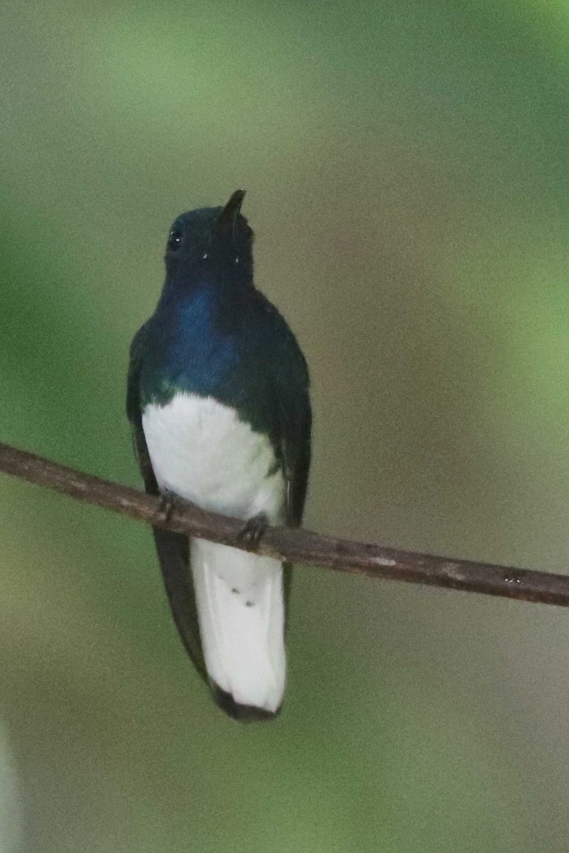 White-necked Jacobin - ML433440311