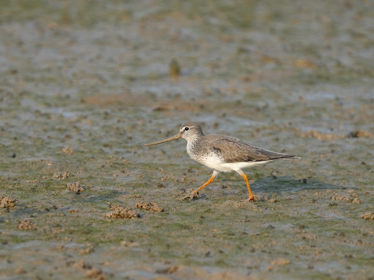 Terekwasserläufer - ML433440561