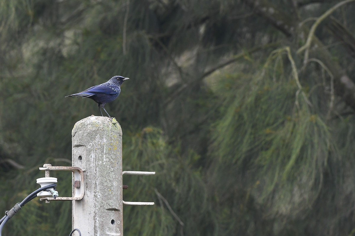 Blue Whistling-Thrush - Cheng-Ru Tsai