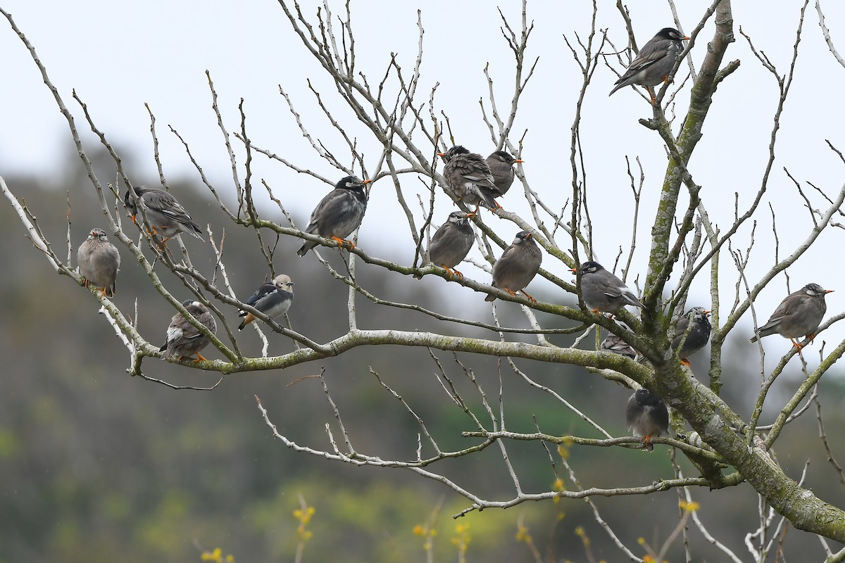 Chestnut-cheeked Starling - Cheng-Ru Tsai