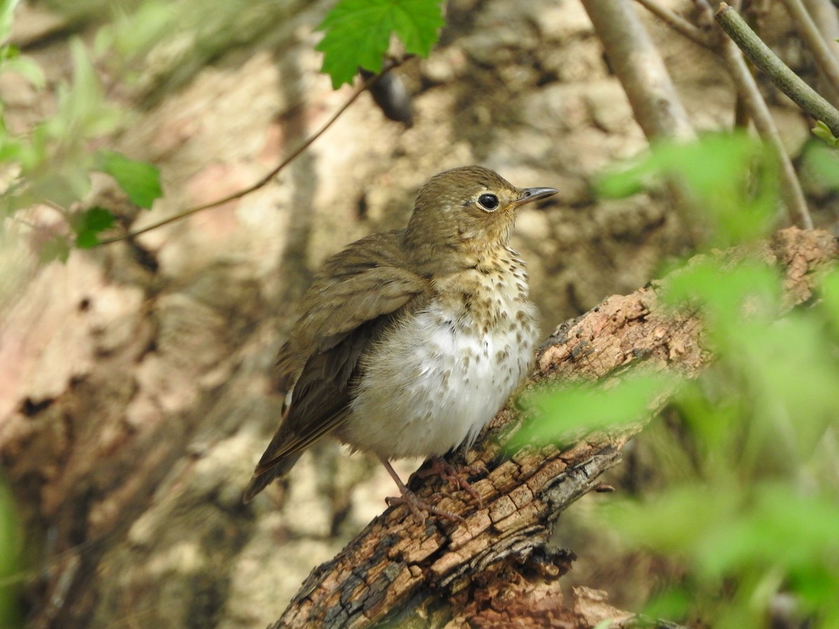 Swainson's Thrush - ML433442911