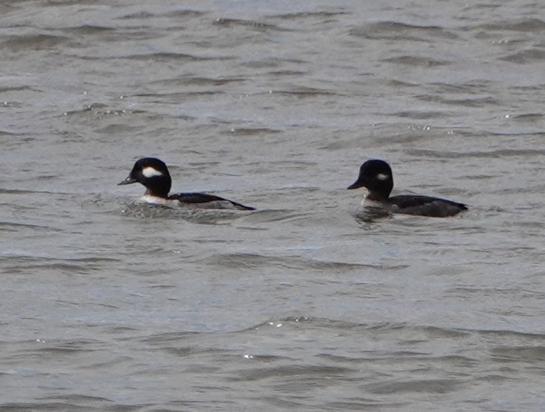 Bufflehead - Steve Mayo