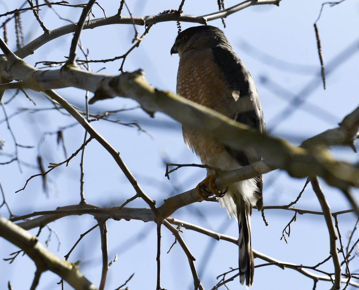 Cooper's Hawk - ML433446441