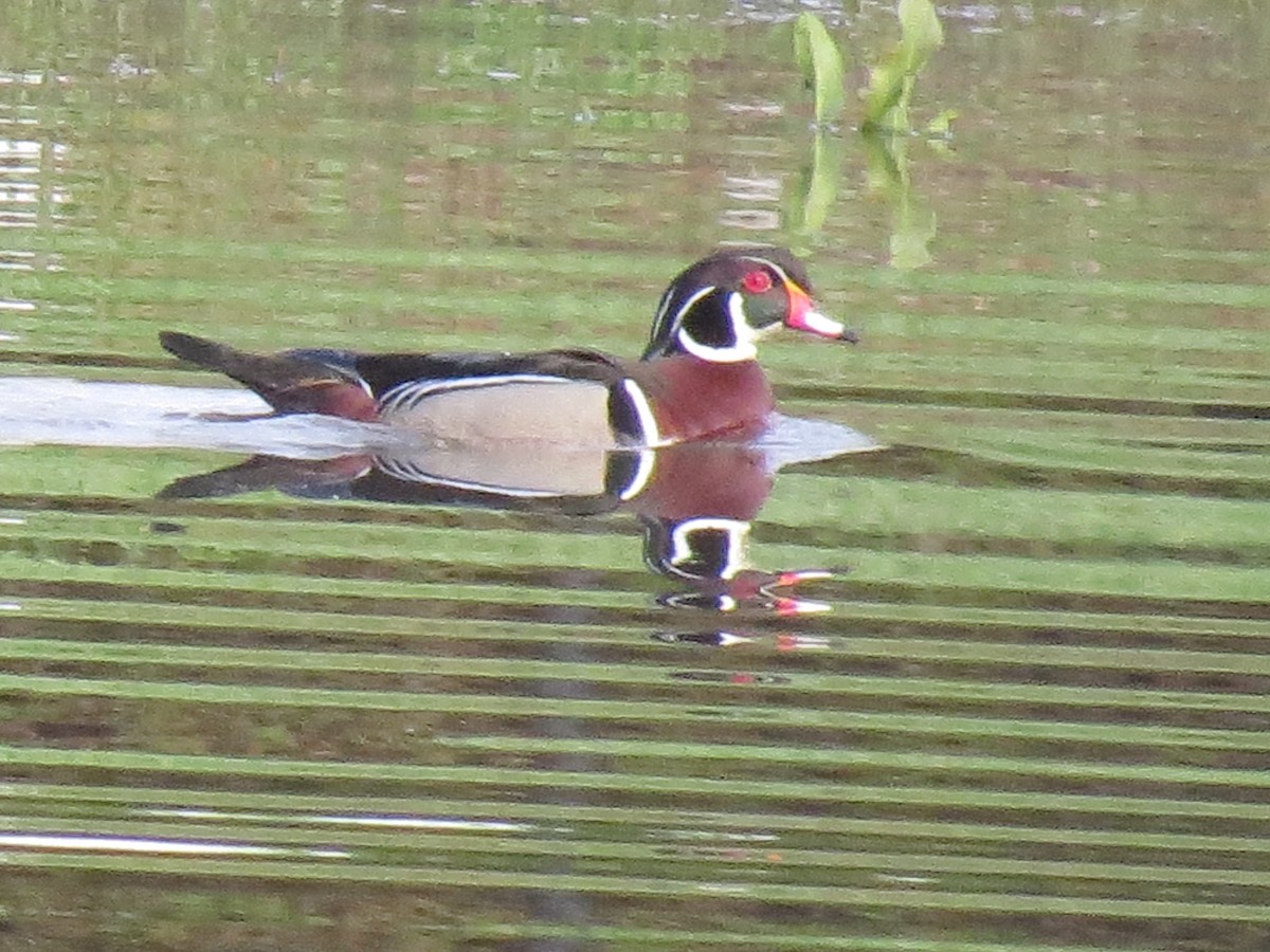 Wood Duck - ML433451171