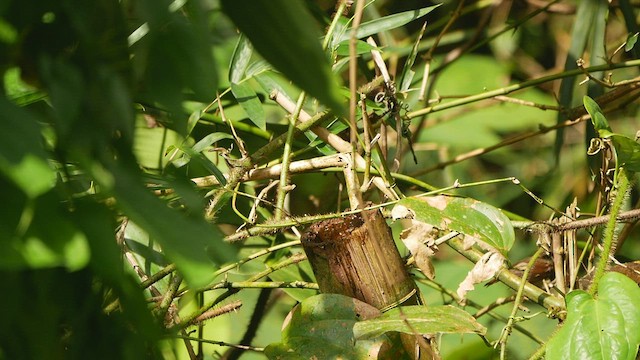 Pin-striped Tit-Babbler - ML433451851