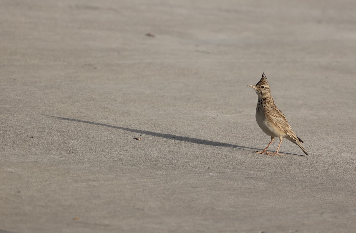 Crested Lark - ML433451921