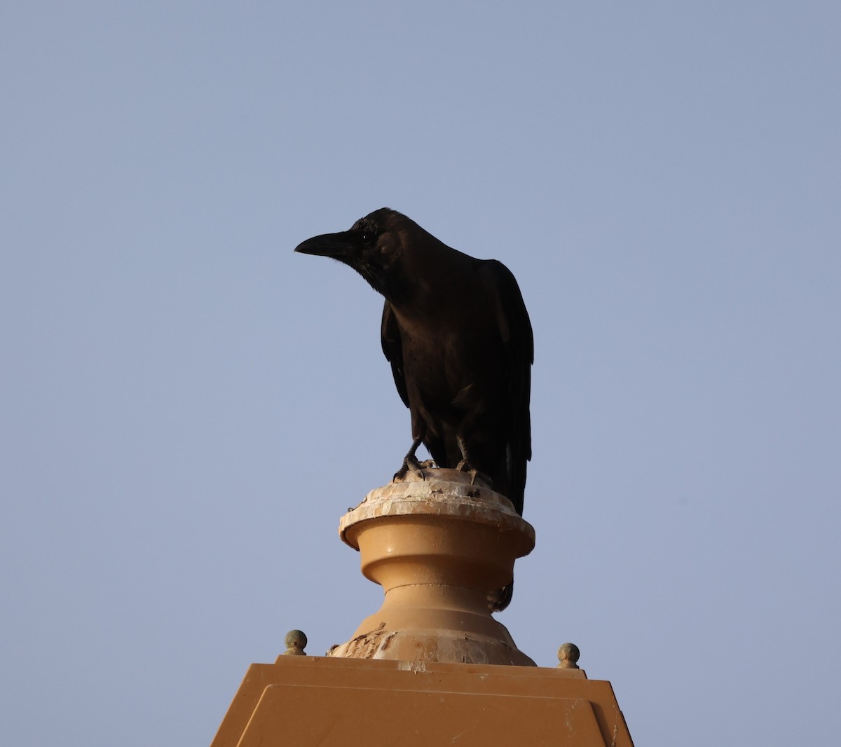 House Crow - James Conder