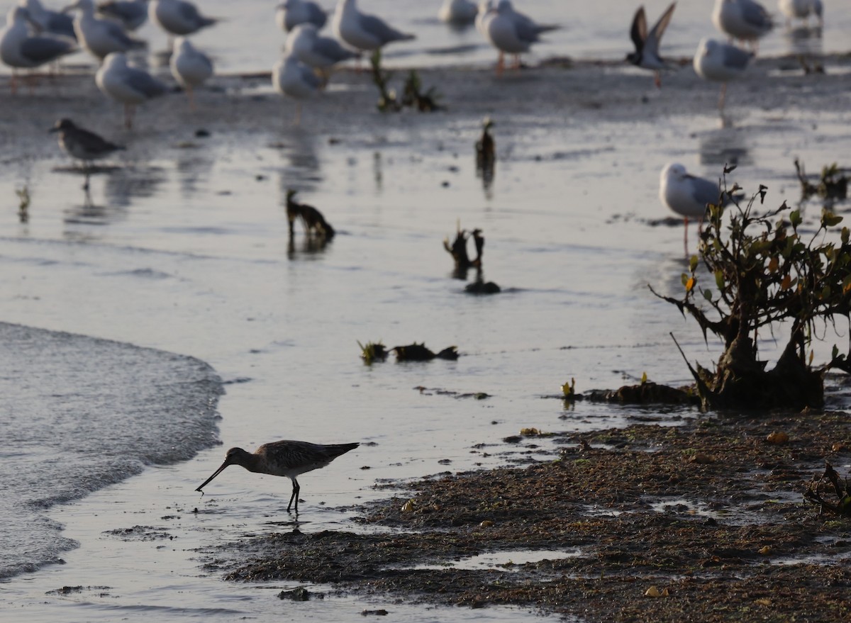 Bar-tailed Godwit - James Conder