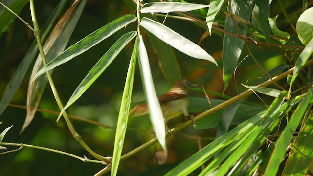 Pin-striped Tit-Babbler - ML433452031