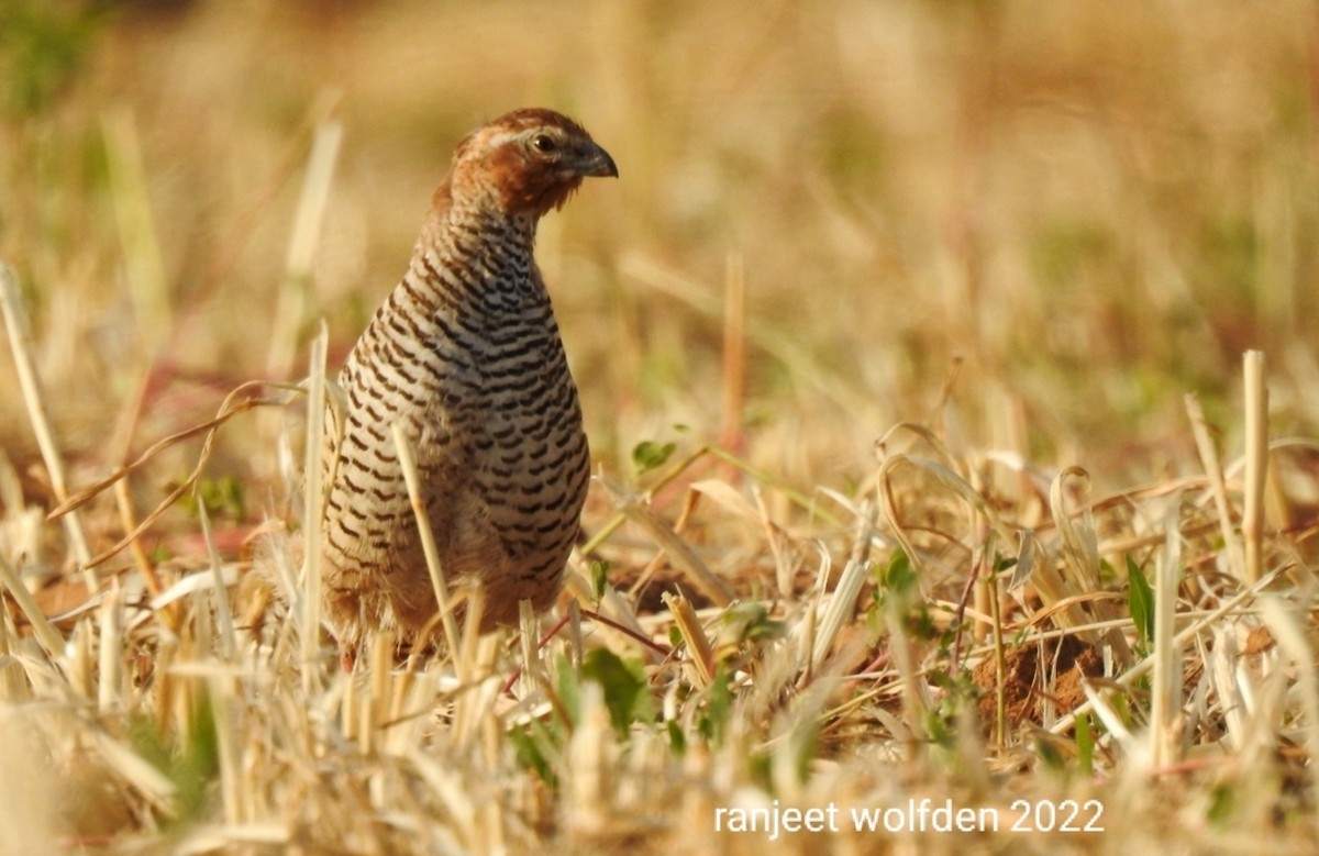 Rock Bush-Quail - ML433453041