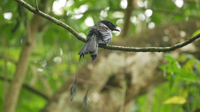 Greater Racket-tailed Drongo - ML433453221