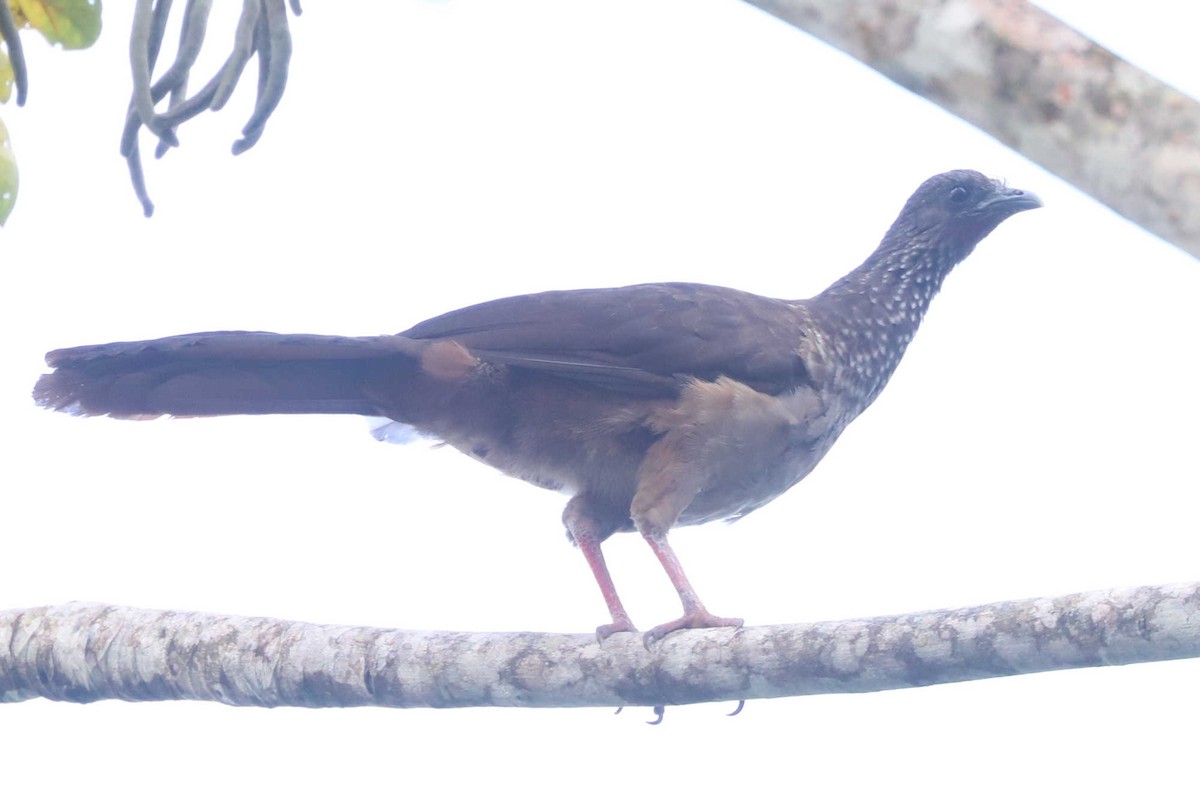 Speckled Chachalaca - William Hull