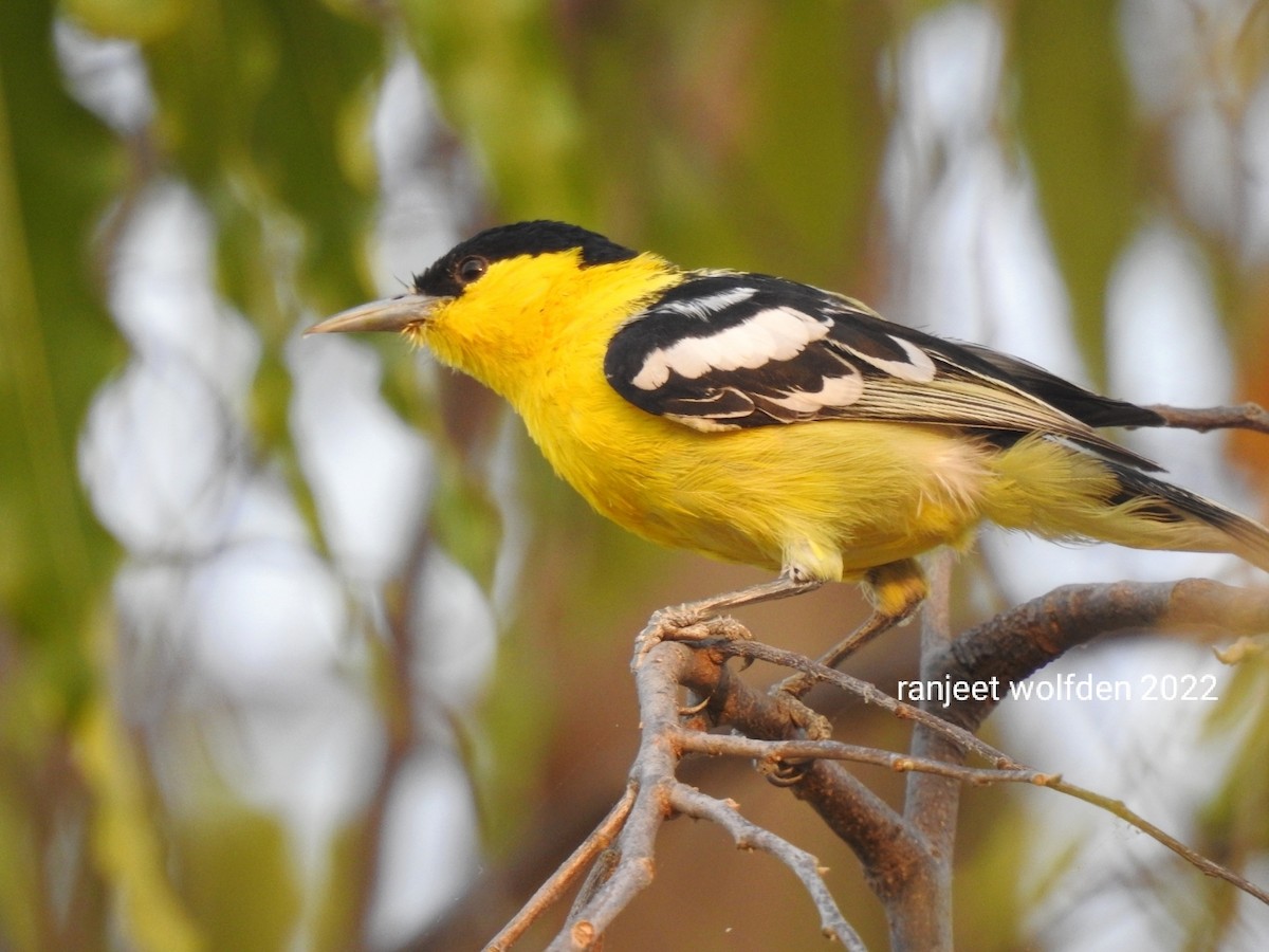 White-tailed Iora - Ranjeet Singh