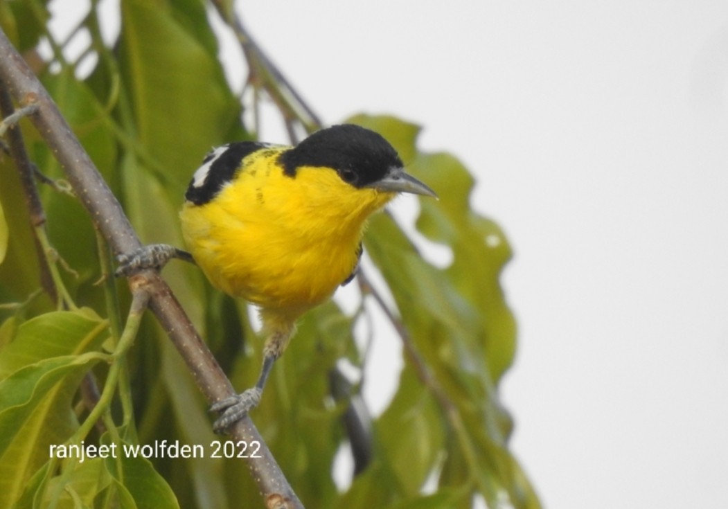 White-tailed Iora - Ranjeet Singh